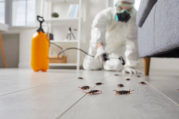 Commercial Rodent Management in Chinook